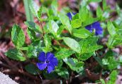 Flores de jardín Vinca Común, Mirto Rastrero, Flor-De-Muerte, Vinca minor azul