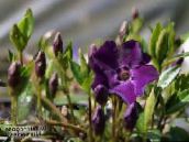 Trädgårdsblommor Gemensam Vintergröna, Krypande Myrten, Flower-Of-Död, Vinca minor violett
