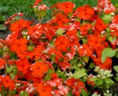 Flores de jardín Vinca Común, Mirto Rastrero, Flor-De-Muerte, Vinca minor rojo