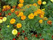 Ogrodowe Kwiaty Marigold, Tagetes pomarańczowy
