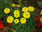 Ogrodowe Kwiaty Marigold, Tagetes żółty