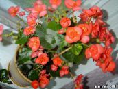 I fiori da giardino Begonie Cera, Begonia semperflorens cultorum arancione