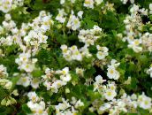 I fiori da giardino Begonie Cera, Begonia semperflorens cultorum bianco