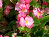 Tuin Bloemen Wax Begonia, Begonia semperflorens cultorum roze