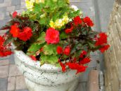 Flores de jardín Cera Begonia, Begonia Tuberosa, Begonia tuberhybrida rojo