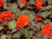 I fiori da giardino Cera Begonia, Begonia Tuberosa, Begonia tuberhybrida arancione