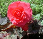 Gartenblumen Wachs-Begonie, Knollenbegonie, Begonia tuberhybrida rosa