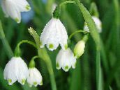  Våren Snøfnugg, St. Agnes 'blomst, Leucojum hvit