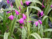 Kerti Virágok Föld Orchidea, A Csíkos Bletilla rózsaszín
