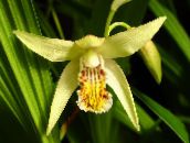 Gartenblumen Boden Orchidee, Die Gestreiften Bletilla gelb