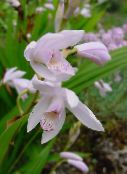 Boden Orchidee, Die Gestreiften Bletilla (weiß)