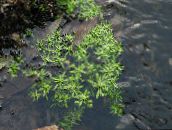Садовые цветы Болотник обыкновенный (Водяная звездочка), Callitriche palustris зеленый
