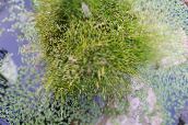 Gartenblumen Spikerush, Eleocharis grün