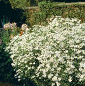 Flores de jardín Aster De Bolton, Margarita De Muñeca Blanca, Falsa Aster, Falsa Manzanilla, Boltonia asteroides blanco