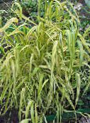 Garden Flowers Bowles Golden Grass, Golden Millet Grass, Golden Wood Mille, Milium effusum green