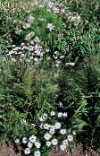 Zahradní květiny Swan River Sedmikráska, Brachyscome bílá