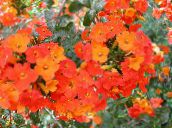 Zahradní květiny Bush Fialový, Safír Květ, Browallia oranžový