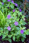 Bush Violet, Saphir Fleurs