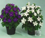 Градински цветове Буш Виолетово, Сапфир Цвете, Browallia бял