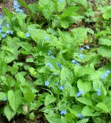 Flores do Jardim False Esquecer-Me-Not, Brunnera macrophylla luz azul