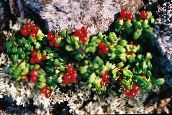 Lingonberry, Montanha Cranberry, Cowberry, Foxberry