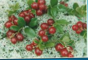 Tuin Bloemen Lingonberry, Berg Cranberry, Vossebes, Foxberry, Vaccinium vitis-idaea rood