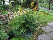 Flores do Jardim Bigleaf Ligularia, Leopardo Planta, Groundsel Dourado amarelo