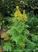 Flores do Jardim Bigleaf Ligularia, Leopardo Planta, Groundsel Dourado amarelo