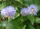 Flores de jardín Bits Escabiosa, Arrastrándose Ajedrea De Oveja, Jasione azul claro