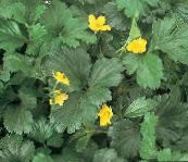 Zahradní květiny Neplodná Jahoda, Waldsteinia ternata. žlutý