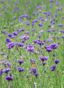 Sodo Gėlės Shui, Žvaigždutė Usnis, Rugiagėlių, Centaurea violetinė