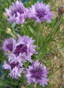 les fleurs du jardin Centaurée, Chardon Étoiles, Bleuet, Centaurea lilas