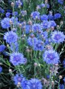 Knapweed, Star Thistle, Cornflower (light blue)