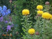 Gelb Hardhead, Bighead Knapweed, Riesenflockenblume, Armenisch Basketflower, Zitrone Flusen Flockenblume