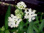 Bataklık Milkweed, Maypops, Gül Milkweed, Kırmızı Milkweed (beyaz)