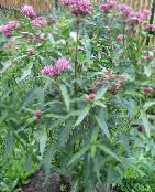 Bataklık Milkweed, Maypops, Gül Milkweed, Kırmızı Milkweed