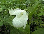 Градински цветове Дама Чехъл Орхидея, Cypripedium ventricosum бял