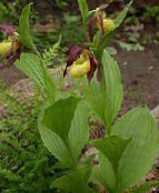 Sodo Gėlės Lady Šlepetė Orchidėjų, Cypripedium ventricosum geltonas