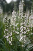les fleurs du jardin Lysimachia Ephemerum blanc