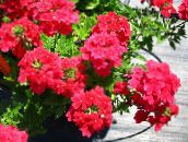 Flores de jardín Verbena rojo