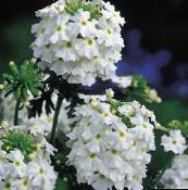 Flores de jardín Verbena blanco