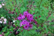 Have Blomster Ironweed, Vernonia crinita pink