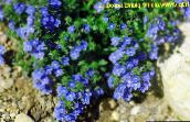 Gartenblumen Brooklime, Veronica blau