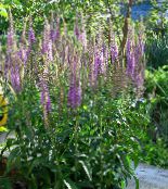 Garden Flowers Longleaf Speedwell, Veronica longifolia purple