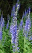Flores do Jardim Longleaf Speedwell, Veronica longifolia luz azul