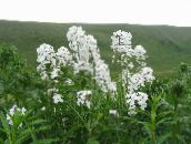 Ogrodowe Kwiaty Borowiec Wielki (Noc Fioletowy, Gesperis), Hesperis biały
