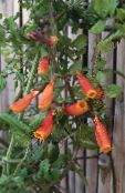 Trädgårdsblommor Chilenska Glory Flower, Eccremocarpus scaber apelsin