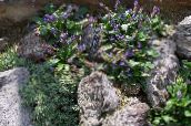 Flores de jardín Wulfenia púrpura