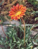 Treasure Flower (orange)