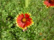 les fleurs du jardin Fleur Couverture, Gaillardia rouge